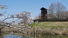 井楼矢倉