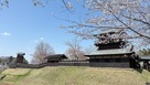 西二の曲輪の櫓と桜…