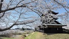 二層櫓と桜