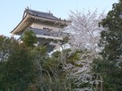 模擬天守と桜