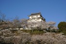 天守と桜