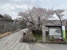 桜と城跡