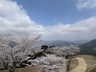 桜と城跡
