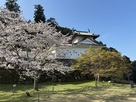 桜と櫓