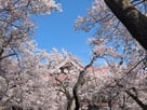 桜と高遠閣