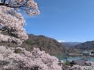桜のトンネルから見たアルプス…