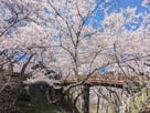 お掘りに下りて撮った桜雲橋…