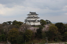 天守（八幡山古郭東曲輪から）…