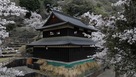 ふれあいの館を囲む桜…