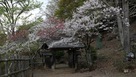 円山公園の入口…