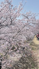 本丸の上から