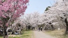 馬場の桜