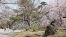 天守台と小諸八重紅枝垂…