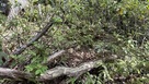 わずかに残る石垣…