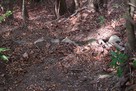 根福寺城 切岸に残る石積を見下ろす…