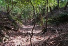 根福寺城 畝状竪堀群の内の一本を見下ろす…