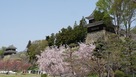 流転の浅間大溶岩付近からの櫓と桜…