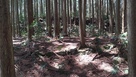 東の曲輪から見た本丸…