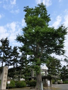 福井神社のイチョウ…