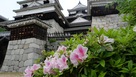 天守とツツジ