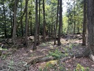 主郭土塁（石積み土塁）…