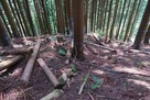 長嶺城 三の曲輪西下へ落ちる竪堀と竪土塁…