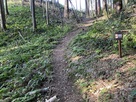 岩内山展望台登山道…