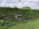 石垣