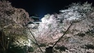 本丸東虎口と夜桜…