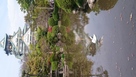 鳥と大阪城