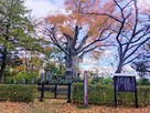 王城のケヤキ