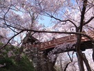 春の桜雲橋