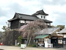 太鼓櫓と桜
