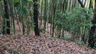 帯曲輪