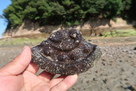 甘崎城 瓦片