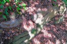 甘崎城 南郭石垣跡？…
