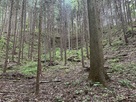 根小屋から見上げた主郭方面