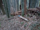 土橋