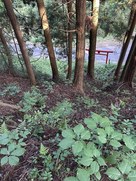 登城口にある竪堀状の参道…