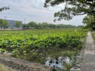 三の丸南側の堀…