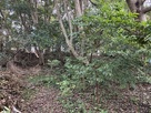 神社奥の郭跡