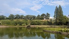 さちの池側から見た前橋公園の土塁…
