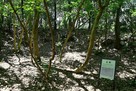 主郭