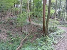 土橋
