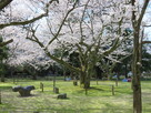 小丸山城址公園の桜…