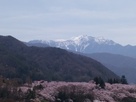 桜の季節の高遠城遠景(2016年4月)…