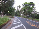 東海道の松並木…