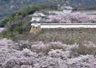 桜回廊遠景