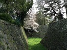 堀へと伸びる桜…