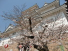 桜と福山城